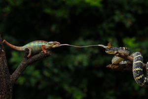 Salon.Photo Gold Medal