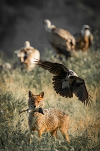 Salon.Photo Silver Medal