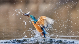 Salon.Photo Bronze Medal